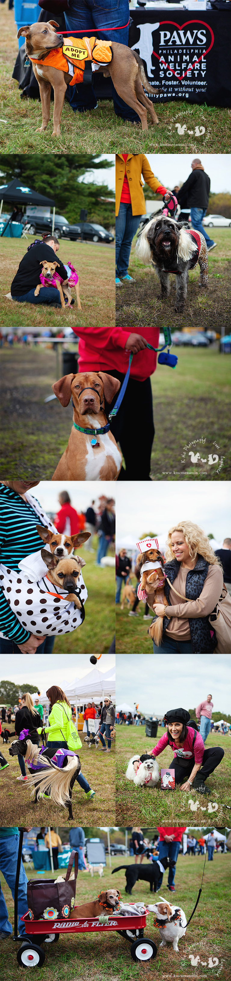 PAWS_Philly_1