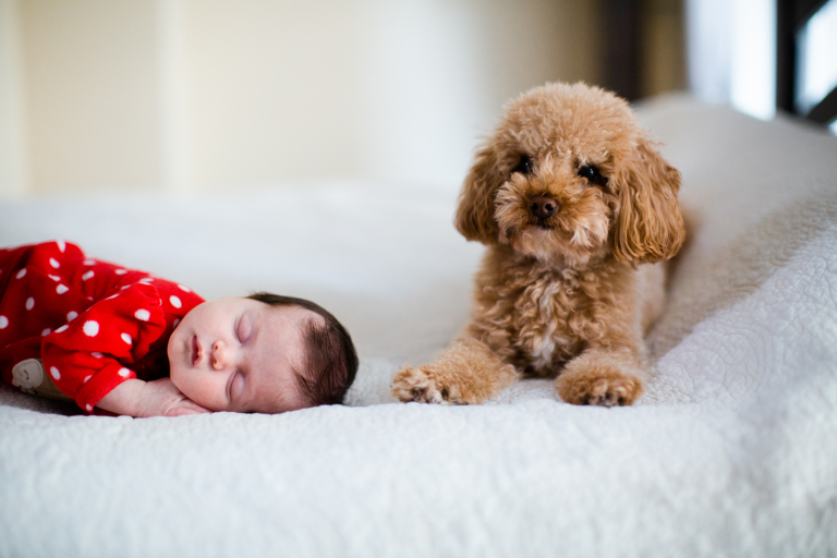 Portrait of newborn girl and poodle