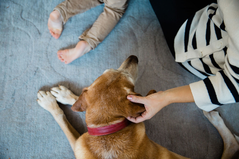Closeup of woman petting dog's ear and little boy's feet