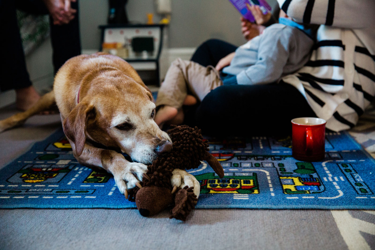Dog chewing on toy with mom and boys sitting in background