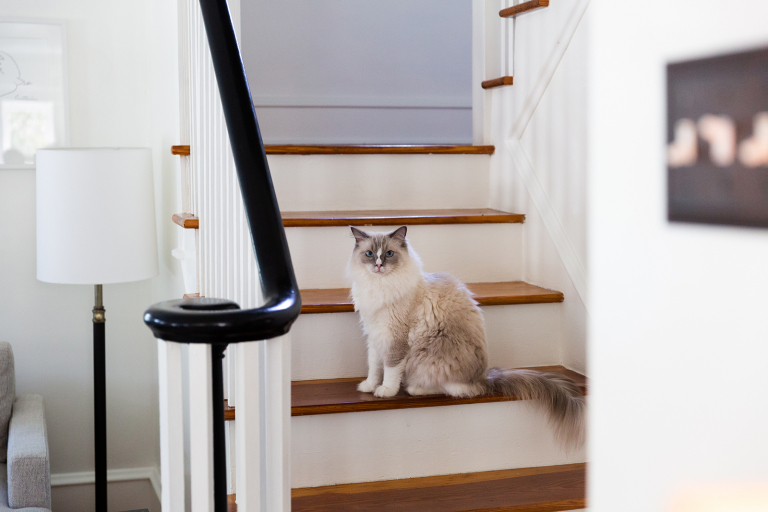 cat sitting on steps in at home newborn session
