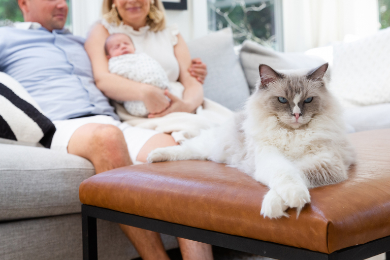 cat in at home newborn session with new family of three in background